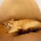 Chat endormi dans une petite maison Esprit Chat en peluche beige confortable et douillette