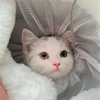 Petit chaton blanc et gris confortablement installé dans un sac de transport Esprit Chat en velours doux et filet