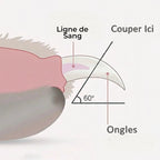 Schéma explicatif Esprit Chat montrant l'angle de coupe sécurisé à 60 degrés pour les griffes d'animaux