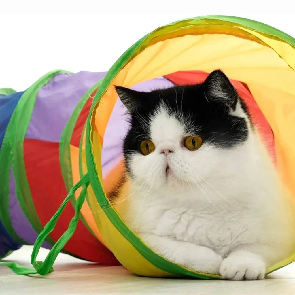 Chat noir et blanc assis dans un tunnel de jeu multicolore pliable Esprit Chat pour animaux